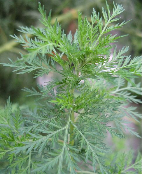 Artemisia annua, Qing Hao – MedicineTraditions - Medicine Traditions