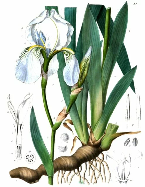 Picture