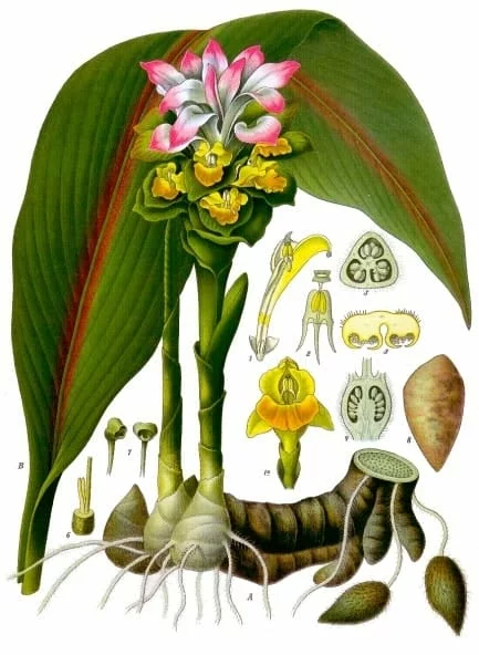 Picture