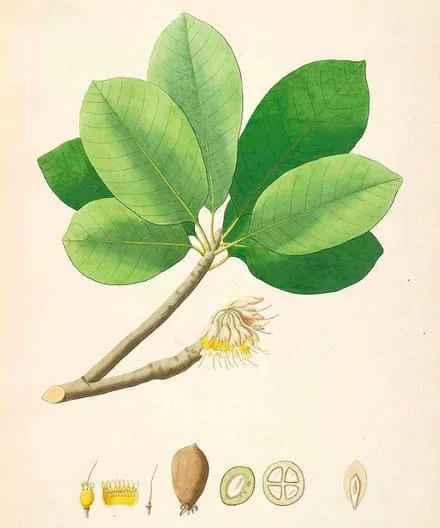 Picture
